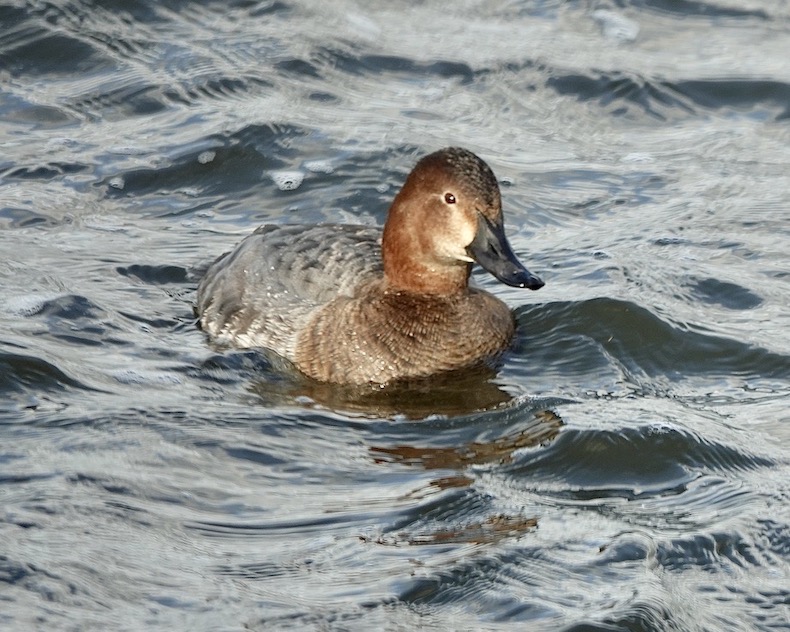 pochard
